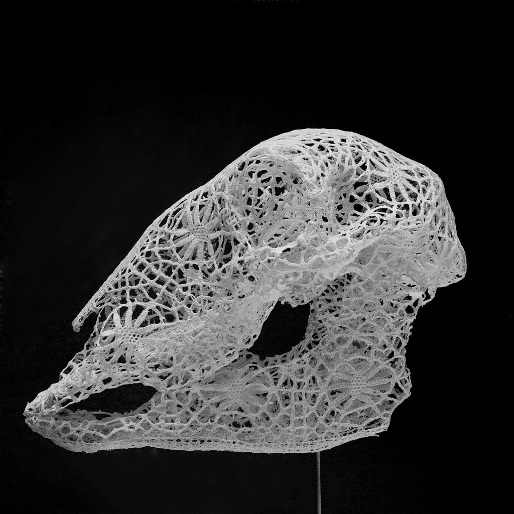 OLYMPUS DIGITAL CAMERAOmnia vanitas, 2015. Crâne de mouton en dentelle polymérisée.